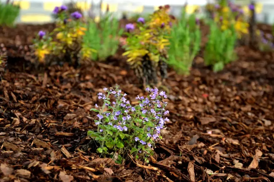 Benefits Of Professional Mulch Installation Services Effingham, SC