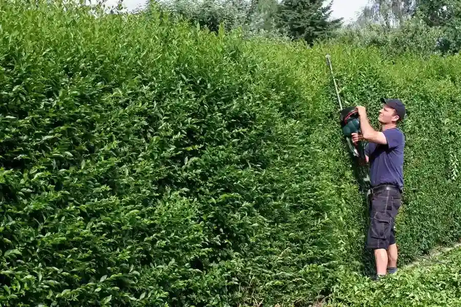 Expert Hedge Trimming Effingham, SC