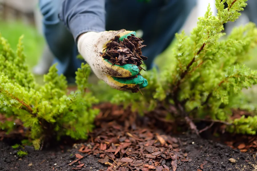 How Mulch Installation Enhances Landscape Appearance in Effingham, SC