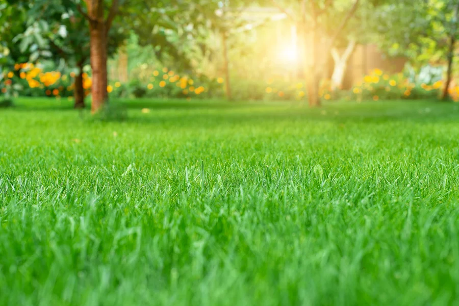 Lawn Care Tools Every Professional Landscaper Needs in Effingham, SC