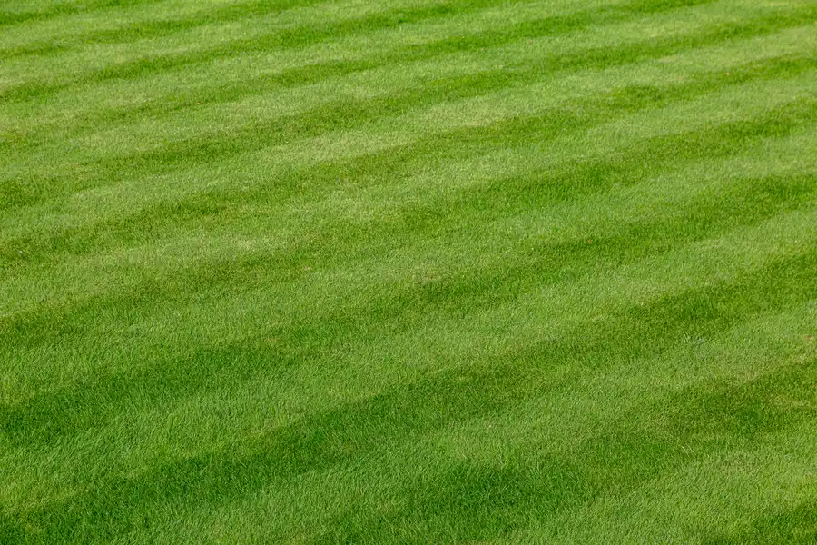 Premium Lawn Care Effingham, SC