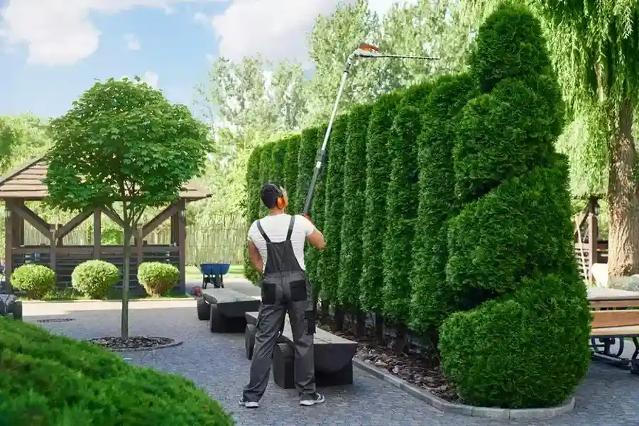 Professional Hedge Trimming Effingham, SC
