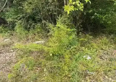 Professional Landscaping Contractor